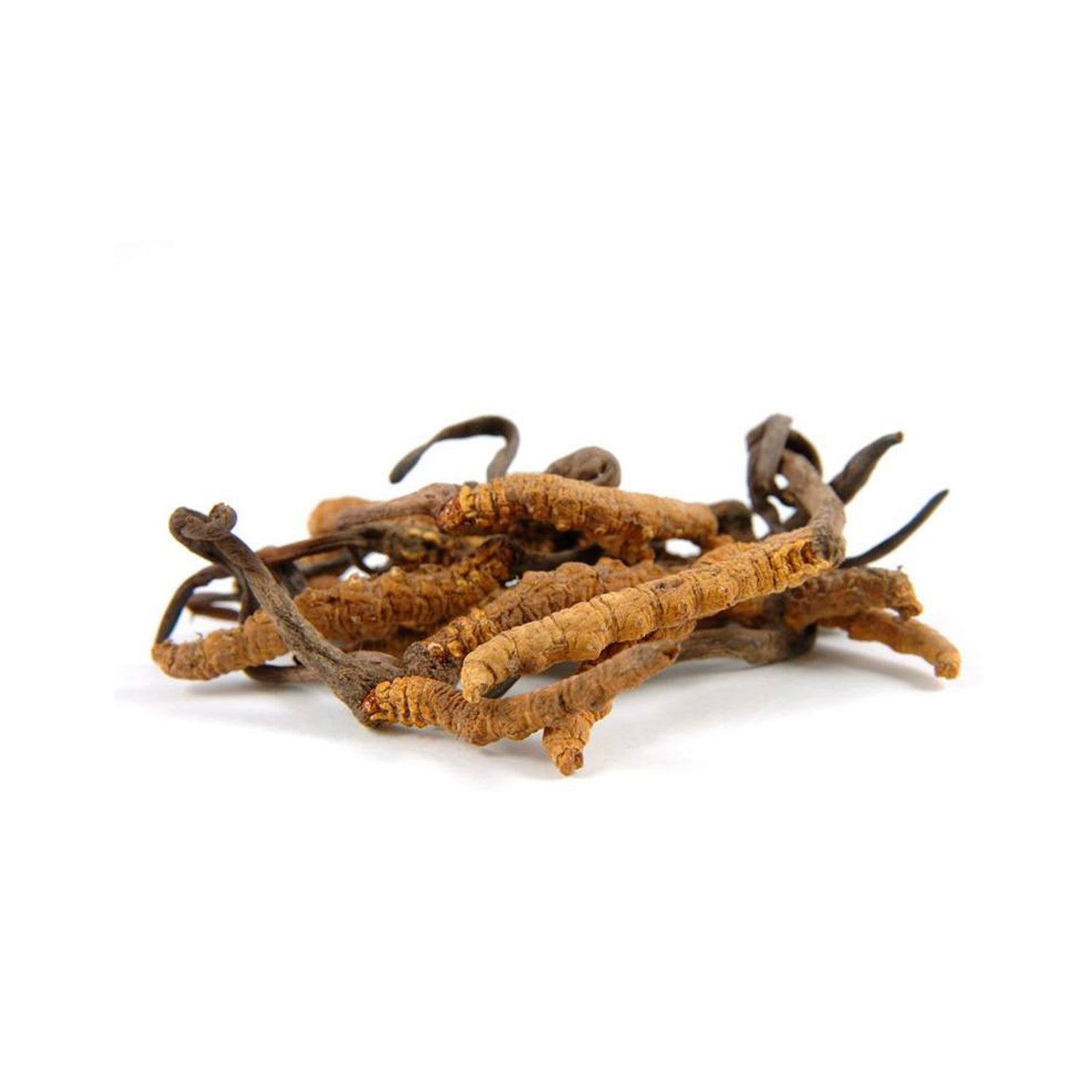 Cordyceps