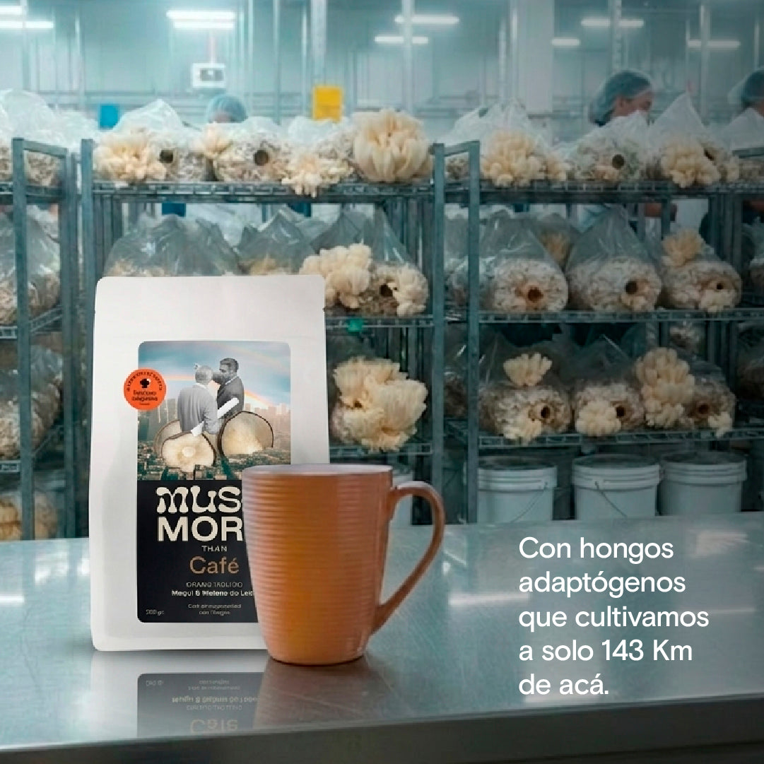 CAFÉ BRAIN  - Melena de león.